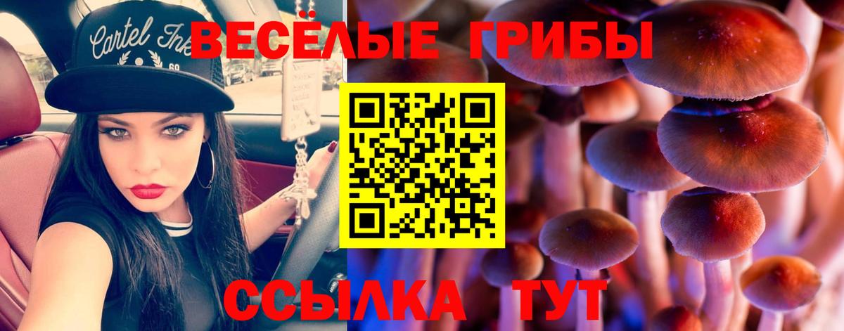 Псилоцибиновые грибы Psilocybe Берёзовский